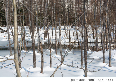 Blue Pond in early spring Biei town 84508333
