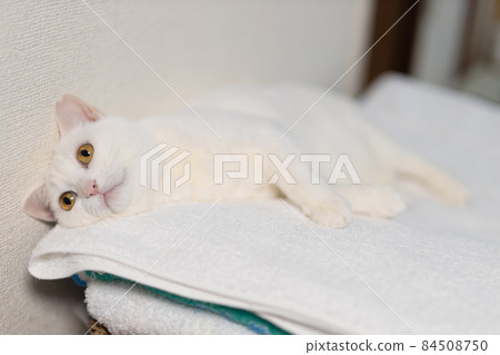 White cat relaxing 84508750