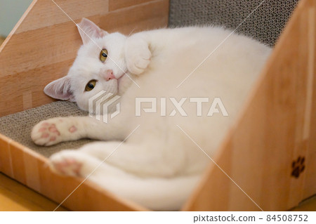 White cat relaxing with claws 84508752