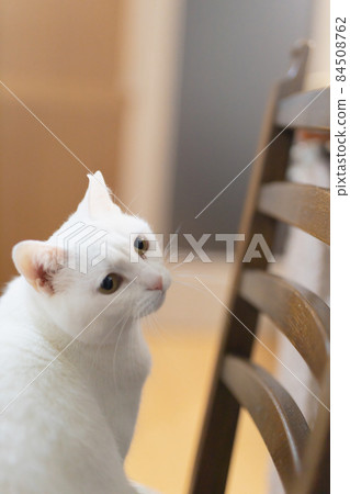White cat 84508762