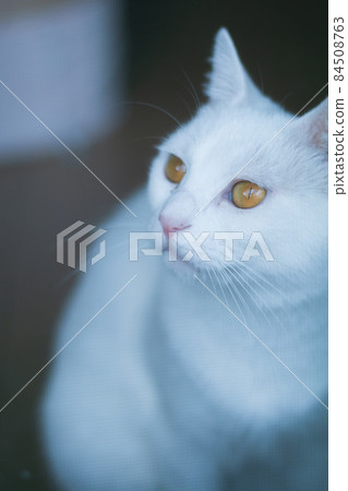 Natural white cat 84508763