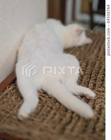 White cat opening 84508764