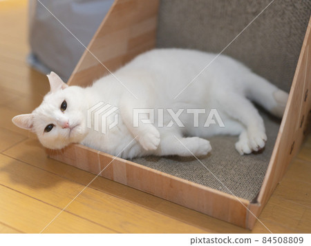 Relaxing white cat 84508809
