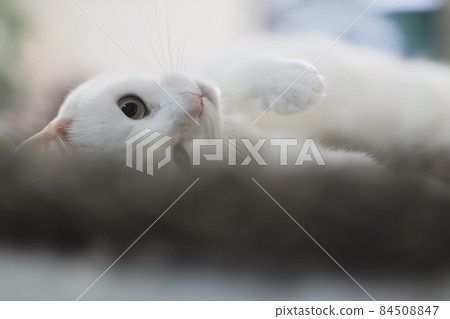 Sexy white cat 84508847