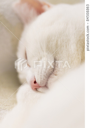 Sleeping white cat 84508863