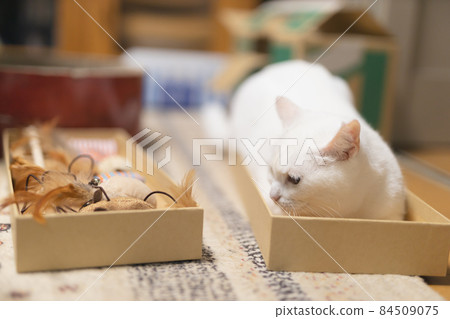 White cat that goes into the box without playing with toys 84509075