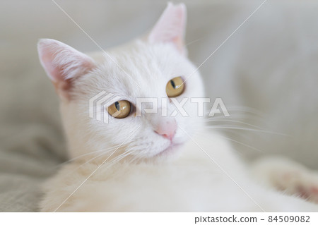 White cat to look back 84509082