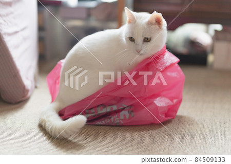White cat in a bag 84509133