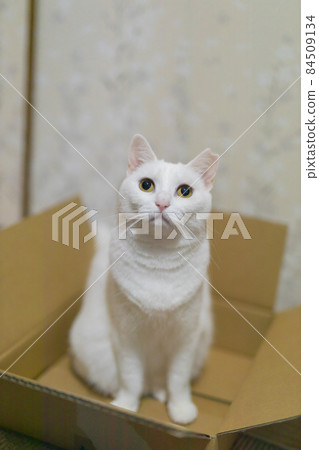 White cat with round eyes White cat with round eyes 84509134