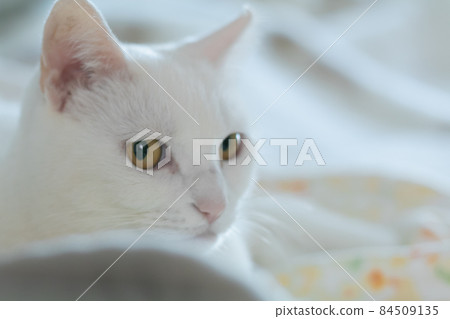 White cat White cat 84509135