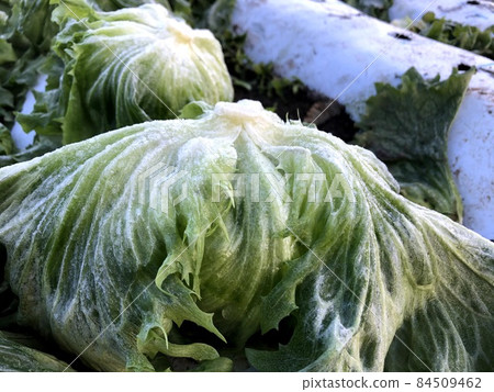 Frozen lettuce 84509462