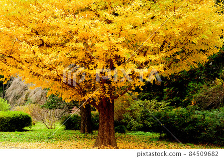 Jindai Botanical Garden Ginkgo Giant Tree Autumn Leaves Jindai Botanical Garden Ginkgo Giant Tree Autumn Leaves 84509682