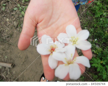 白色油桐花放手上 白色油桐花放手上 84509744