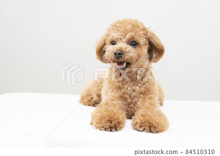 Smiley toy poodle 84510310