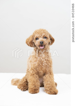 微笑玩具貴賓犬 84510466