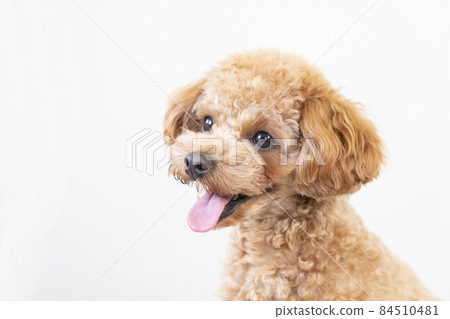 微笑玩具貴賓犬破產 84510481