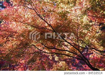 Autumn leaves Autumn leaves 84510514