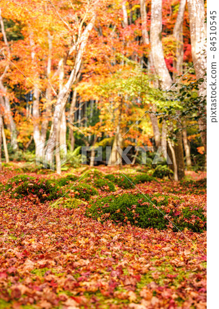 Goto temple autumn leaves Goto temple autumn leaves 84510545