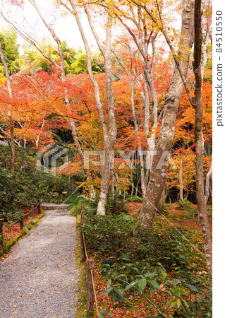 Goto temple autumn leaves 84510550