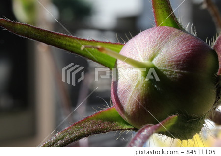 牽牛花果實特寫鏡頭 牽牛花果實特寫鏡頭 84511105
