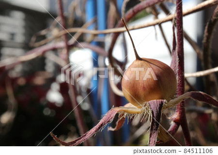 牽牛花果實特寫鏡頭 牽牛花果實特寫鏡頭 84511106