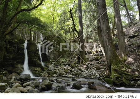 Forest and river Forest and river 84511468