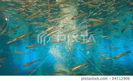 長崎企鵝水族館的小魚 長崎企鵝水族館的小魚 84512906