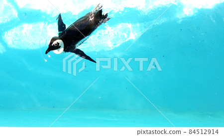 Nagasaki Penguin Aquarium Penguins Nagasaki Penguin Aquarium Penguins 84512914