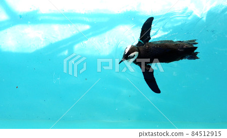 長崎企鵝水族館企鵝 長崎企鵝水族館企鵝 84512915