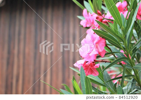 Moss phlox  84512920