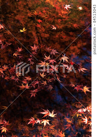 Divergent leaves 84513043