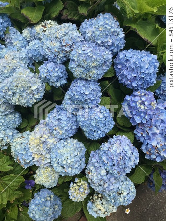 hydrangea hydrangea 84513176