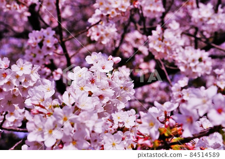 Sakura on a sunny spring day 84514589