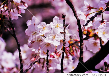 Sakura on a sunny spring day 84514591