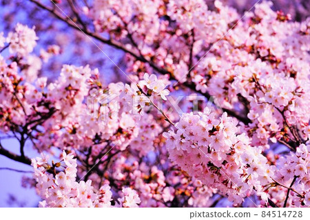 Sakura on a sunny spring day Sakura on a sunny spring day 84514728