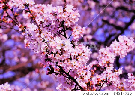 Sakura on a sunny spring day Sakura on a sunny spring day 84514730