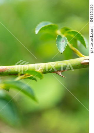 Thorn thorn 84515136