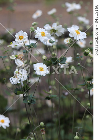 打破碗花花 84515166