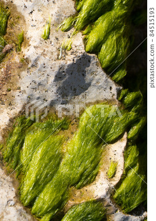 Green algae on a stone in the sea. Top view. Green algae on a stone in the sea. Top view. 84515193