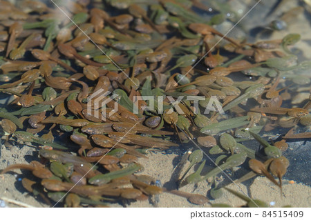 Flock of tadpoles (Rana japonica) 84515409