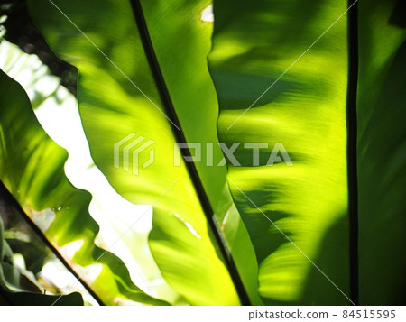 crop closeup on large green leaves of tropical plants, large bird's nest fern leaves, under natural sunlight outdoor selective focus with blur background  84515595