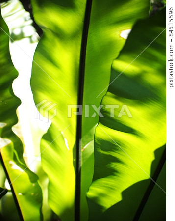 crop closeup on large green leaves of tropical plants, large bird's nest fern leaves, under natural sunlight outdoor selective focus with blur background  84515596