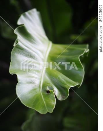 crop closeup on large green leaves of tropical plants, large bird's nest fern leaves, under natural sunlight outdoor selective focus with blur background crop closeup on large green leaves of tropical plants, large bird's nest fern leaves, under natural sunlight outdoor selective focus with blur background 84515602