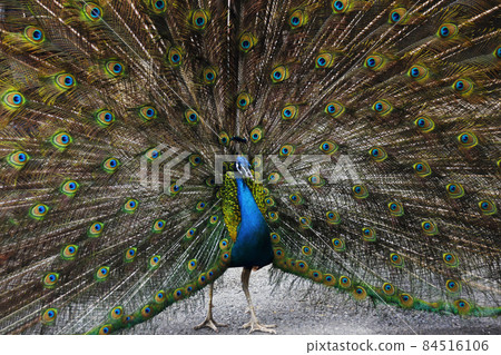 孔雀是張開美麗翅膀的華麗表演。父母和孩子在最後驕傲地展翅飛翔， 84516106