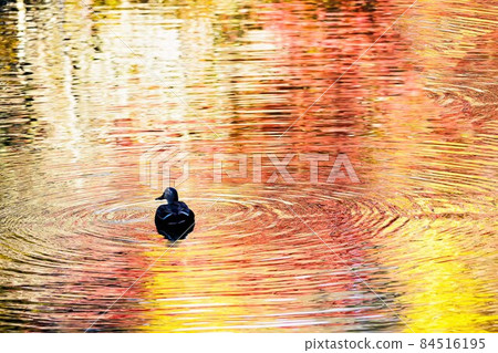 Colorful autumn leaves that brightly dye the mountains 84516195