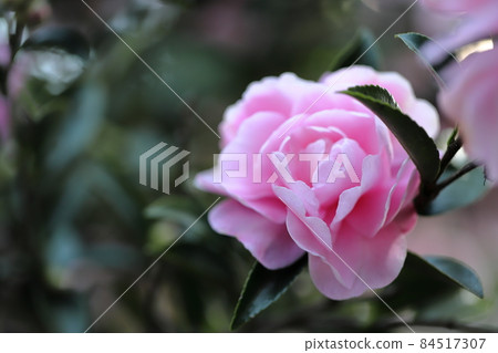 茶梅 茶梅 84517307