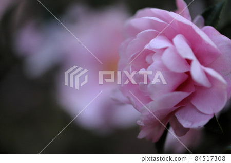 茶梅 茶梅 84517308