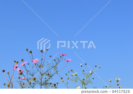 Cosmos flowers and buds blooming in the blue sky Cosmos flowers and buds blooming in the blue sky 84517828