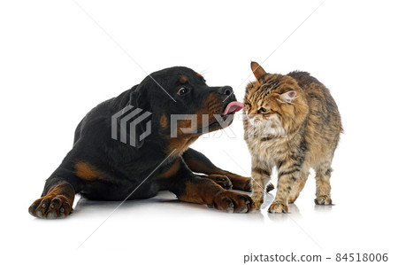 Kurilian Bobtail and rottweiler Kurilian Bobtail and rottweiler 84518006