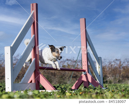 training of agility training of agility 84518007